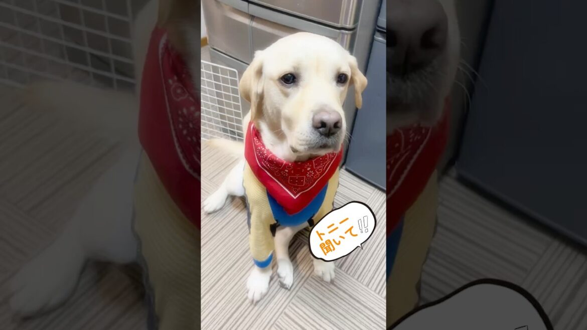 🎃ギャラ増し増し⤴︎⤴︎✨頑張るとです💪🐶✨