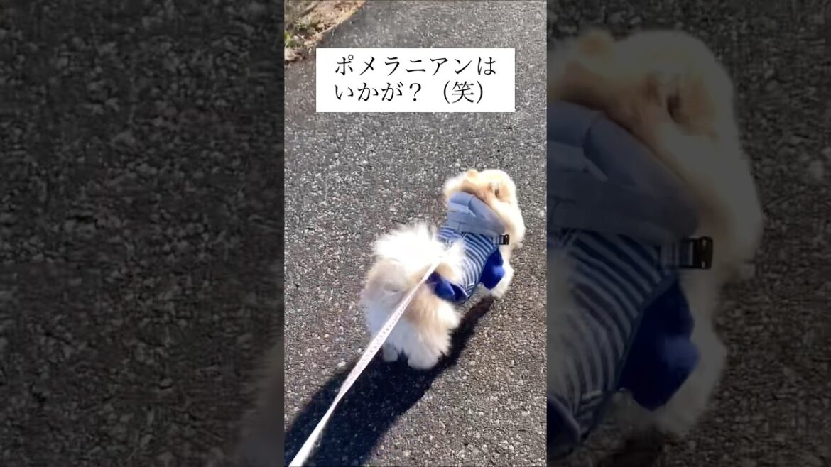 お散歩ウェアを着ると佐川急便に変身するポメラニアン♀