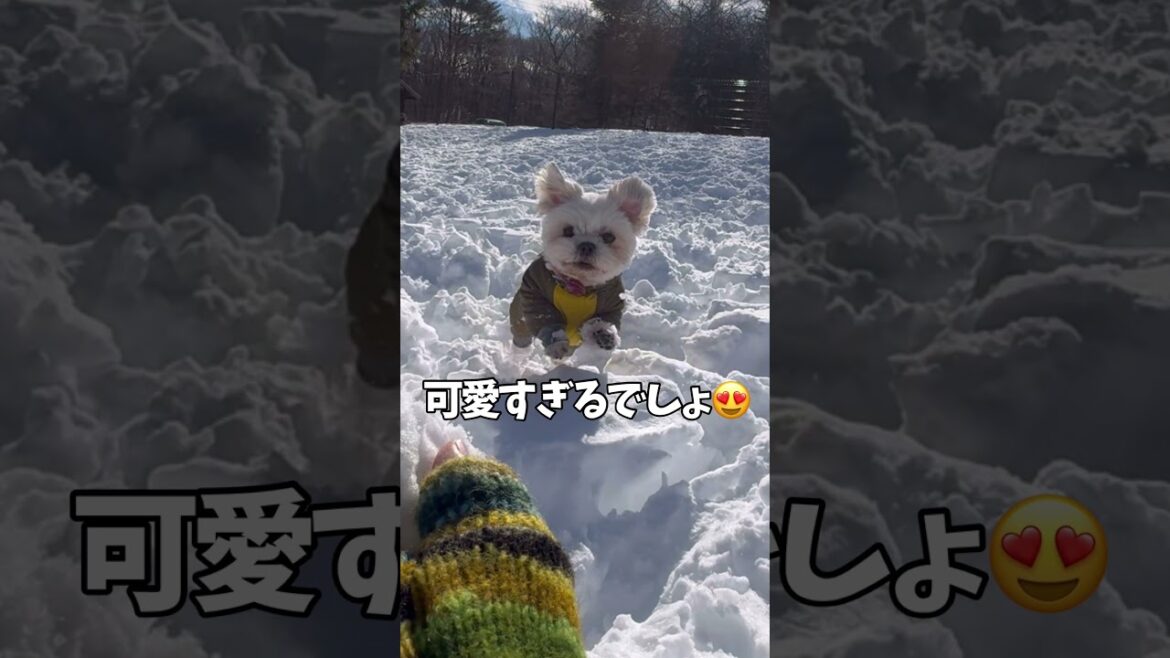 なにそれーーーーー‼️🐶#シーズー #いぬ #犬 #マルシーズー #わんこ #マルチーズ なにそれーーーーー‼️🐶#シーズー #いぬ #犬 #マルシーズー #わんこ #マルチーズ