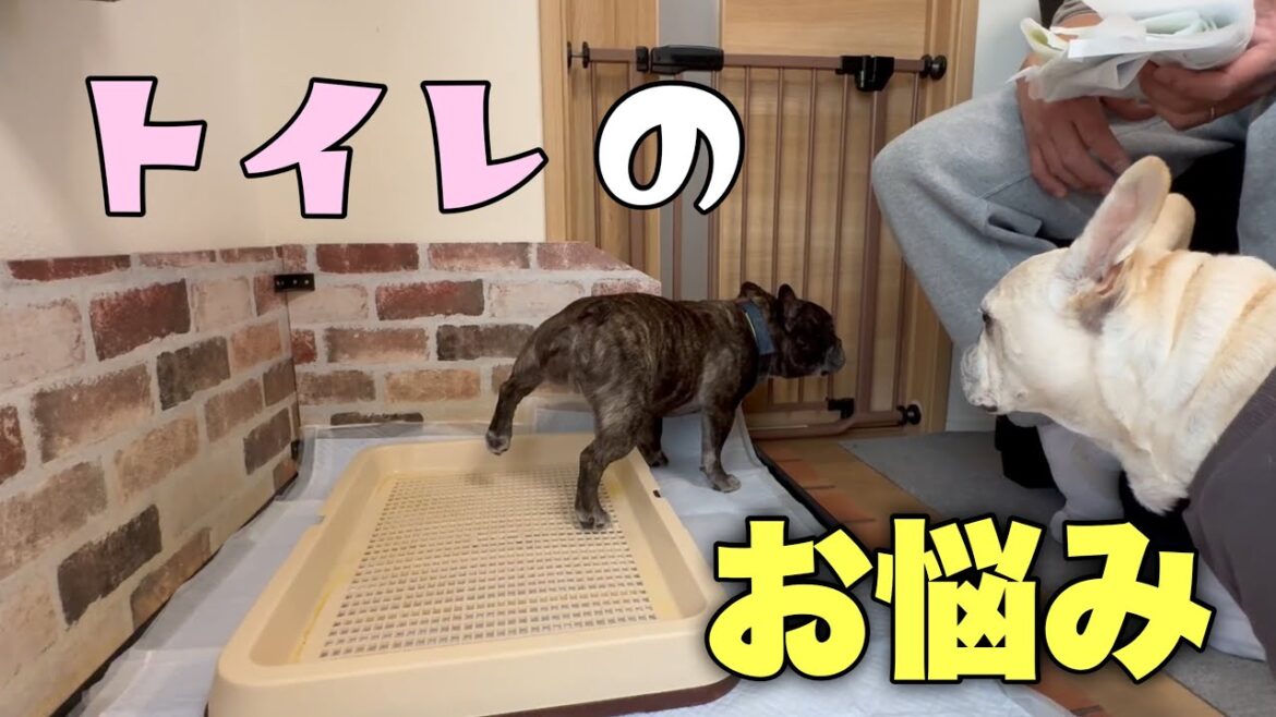 フレブル6頭トイレの仕方も個性的💦わが家のお悩み聞いてください! フレブル6頭トイレの仕方も個性的💦わが家のお悩み聞いてください!