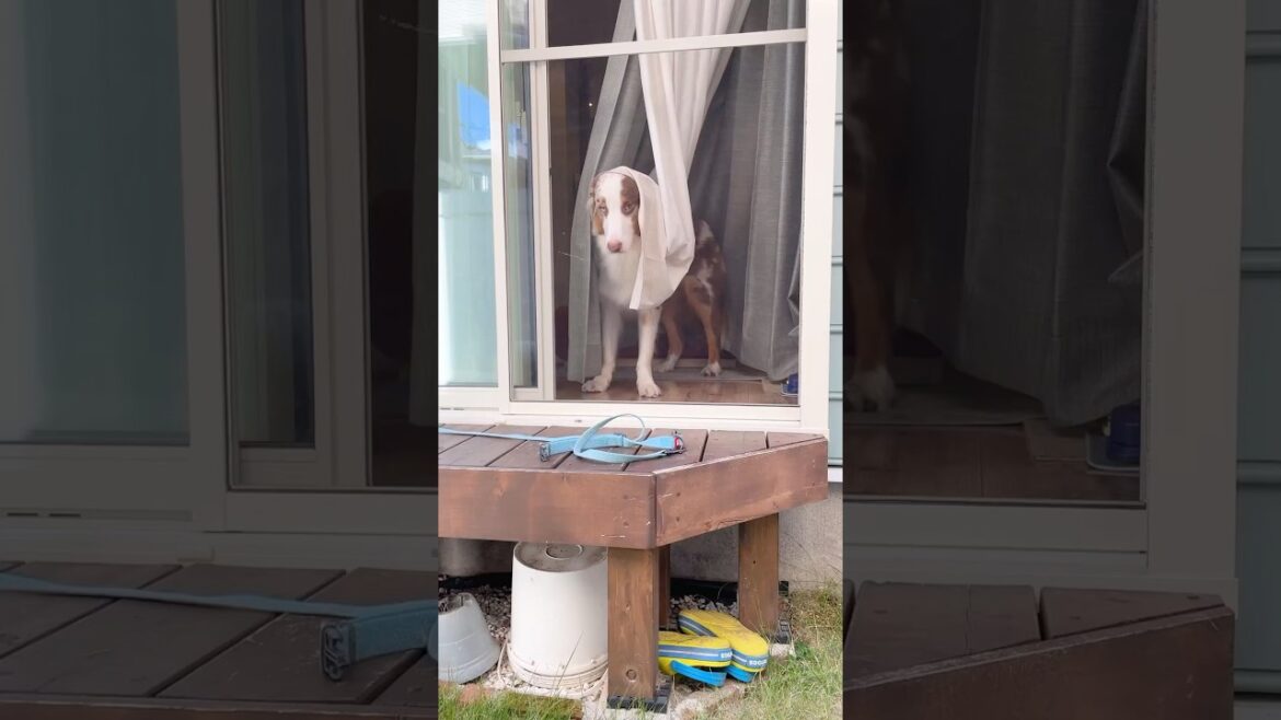 犬に黙ってお庭に出たら怒られちゃいました😱笑【オーストラリアンシェパード】#shorts 犬に黙ってお庭に出たら怒られちゃいました😱笑【オーストラリアンシェパード】#shorts