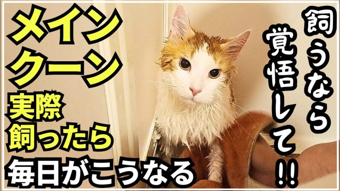 メインクーン実際飼った人だけ知っているリアルお風呂事情 メインクーン実際飼った人だけ知っているリアルお風呂事情