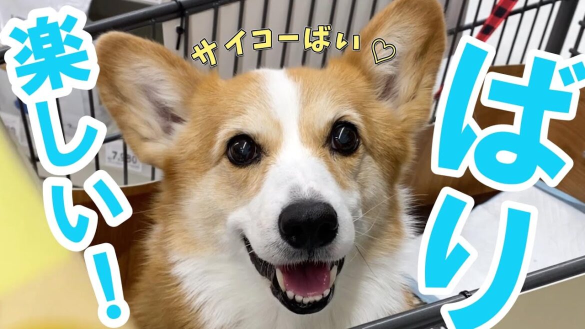 超絶食いしん坊の愛犬とホームセンターでおやつの買い出しをしたらこうなった 超絶食いしん坊の愛犬とホームセンターでおやつの買い出しをしたらこうなった
