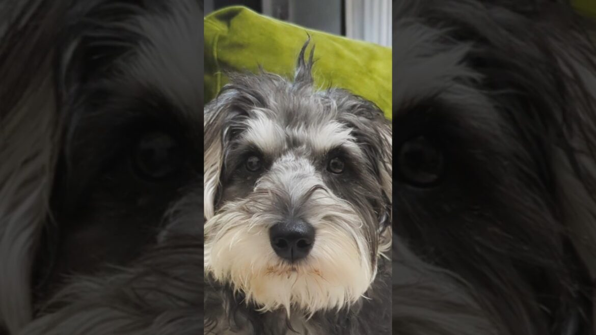 ミニシュナ界のおしゃれ番長 #miniatureschnauzer #schnauzer #dog #ミニチュアシュナウザー #シュナウザー #犬のいる生活