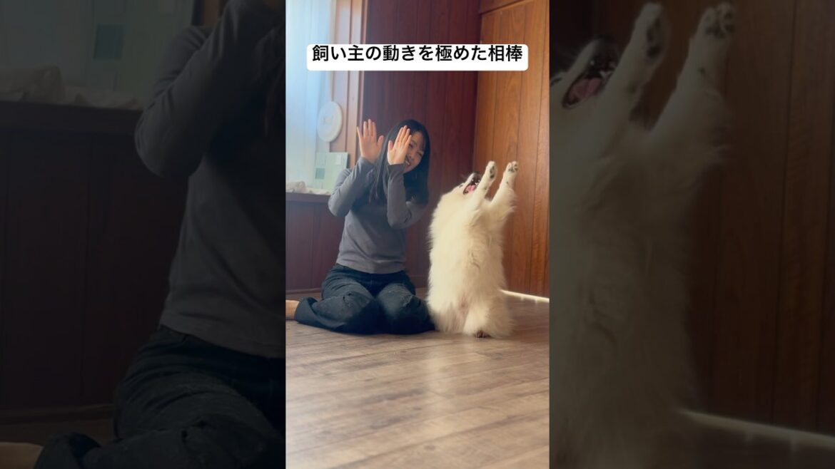 飼い主の動きを長年かけて極めた相棒　#日本スピッツ　#犬のいる暮らし