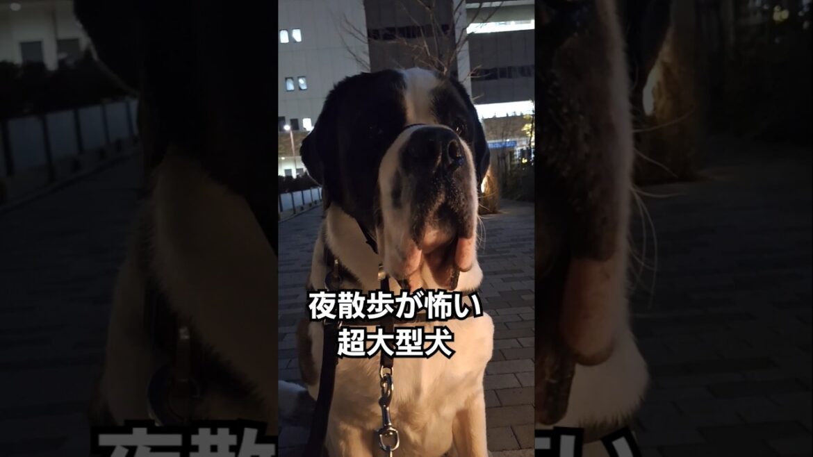 ダルメシアンが怖くて逃げてきて、遠くから眺める【超大型犬】セントバーナード #犬 #shors