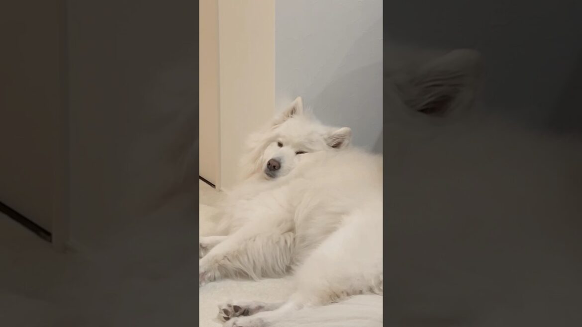 顔がつぶれてるサモエドがかわいすぎる　#サモエド #samoyed