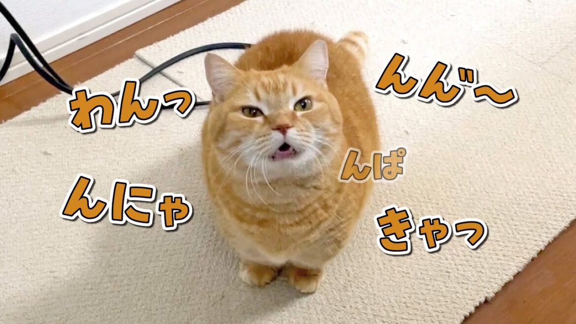 ごはんの時間が近付くと小言を言いながらアピールしてくる猫が可愛すぎる！