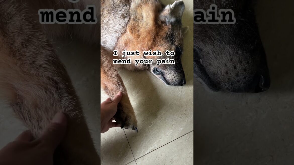 When my dog is in Pain ๐ฅ #shorts #dogshorts #doggo #yt #germanshepherd #doglover #youtubeshorts When my dog is in Pain ๐ฅ #shorts #dogshorts #doggo #yt #germanshepherd #doglover #youtubeshorts