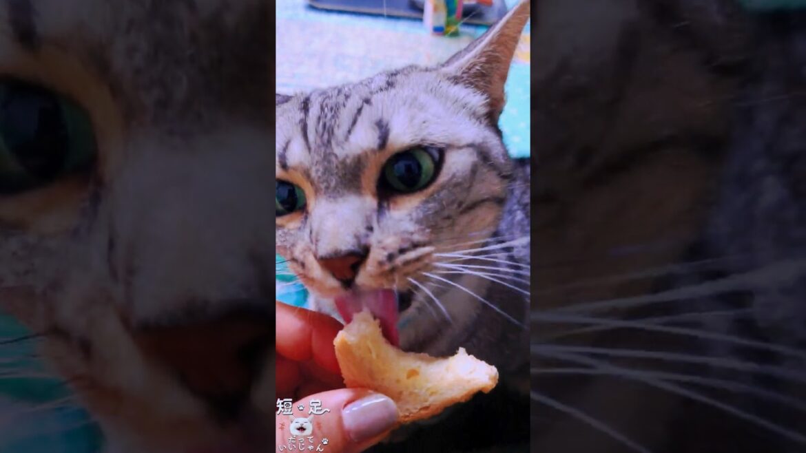 パンをおねだりする猫！　#ジェネッタ #マンチカン #短足