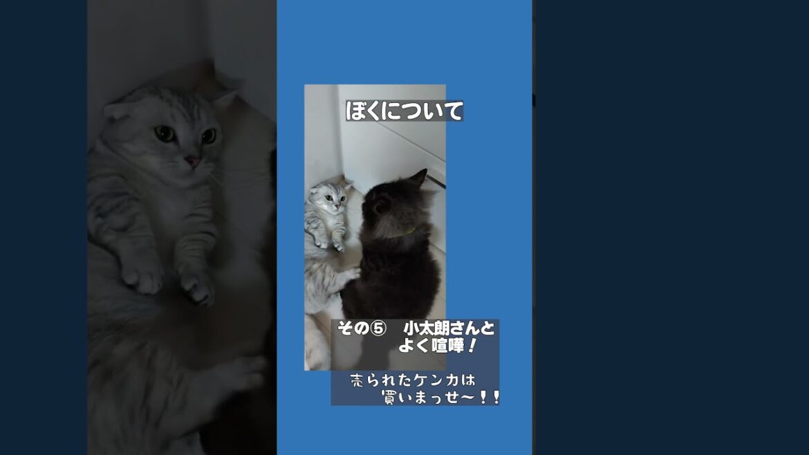 【ぽっちゃん家】はじめまして銀次朗です　vol3　#猫 #猫動画