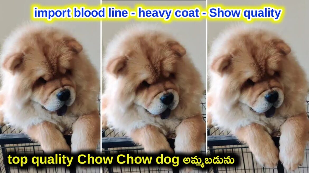 top quality Chow Chow dog for sale in telugu/9889887750 /aj pets