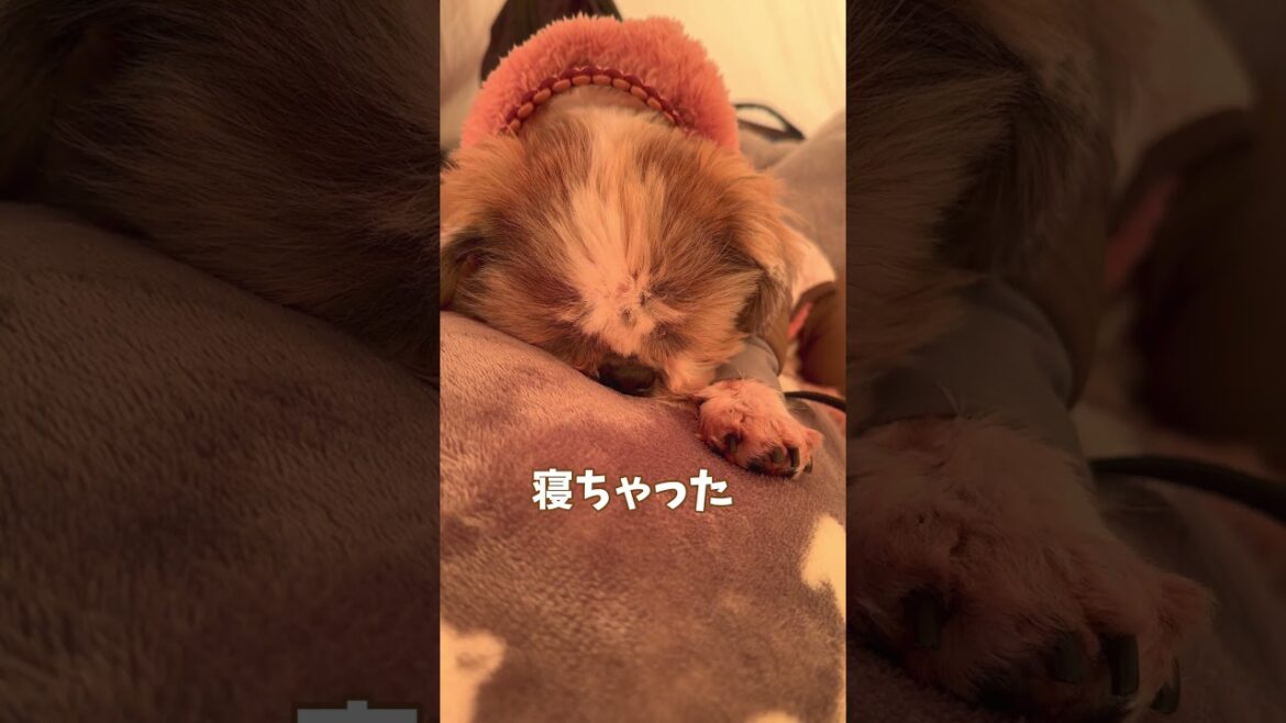 ついつい映したくなっちゃうんだよね🐶#シーズー #いぬ #犬 #わんこ #キャンプ #アウトドア ついつい映したくなっちゃうんだよね🐶#シーズー #いぬ #犬 #わんこ #キャンプ #アウトドア