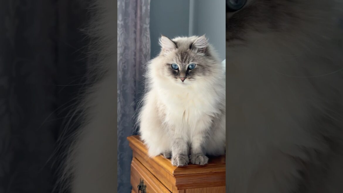 Fluffy Cat’s Adorable Grooming Session!
