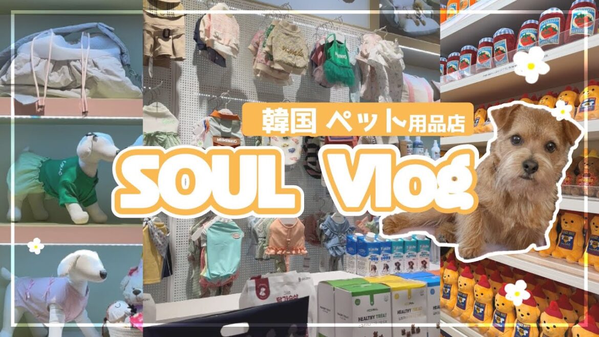 【韓国旅行】ソウルでワンちゃん用品店巡り🌼おみやげ沢山🍒【購入品紹介】【ノーフォークテリア】