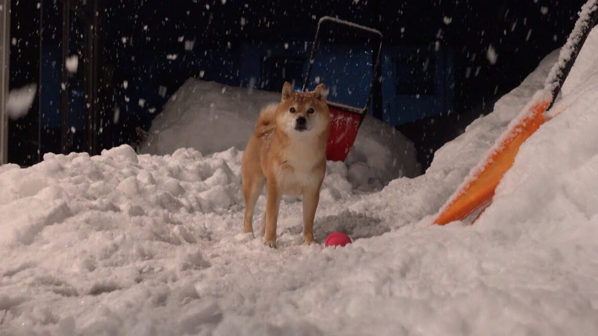 柴犬、久々の雪に大はしゃぎ！翌朝天使すぎる二度寝姿を見せました。