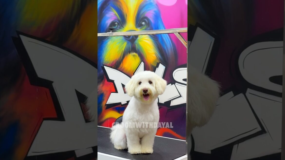 Lhasa apso  grooming#pet#petgrooming #trending#1 Lhasa apso  grooming#pet#petgrooming #trending#1