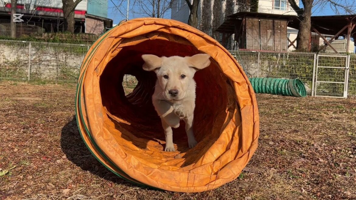 ルナベビー達生後約3ヶ月頃の様子