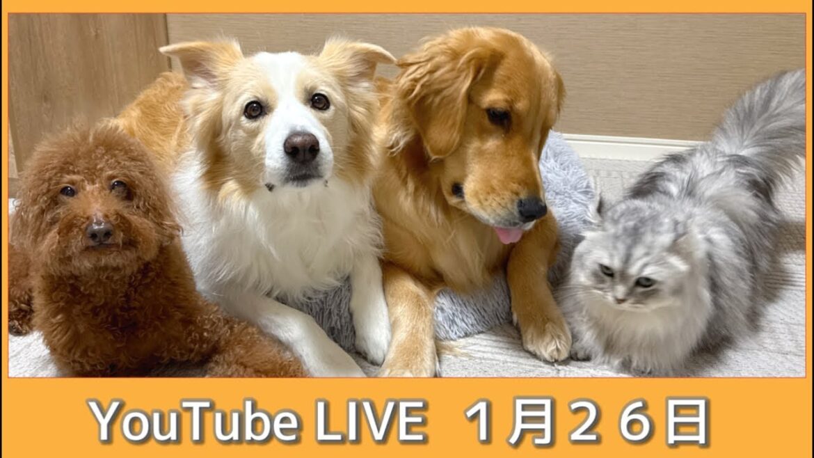 色々とお詫びすることがあります😭 色々とお詫びすることがあります😭