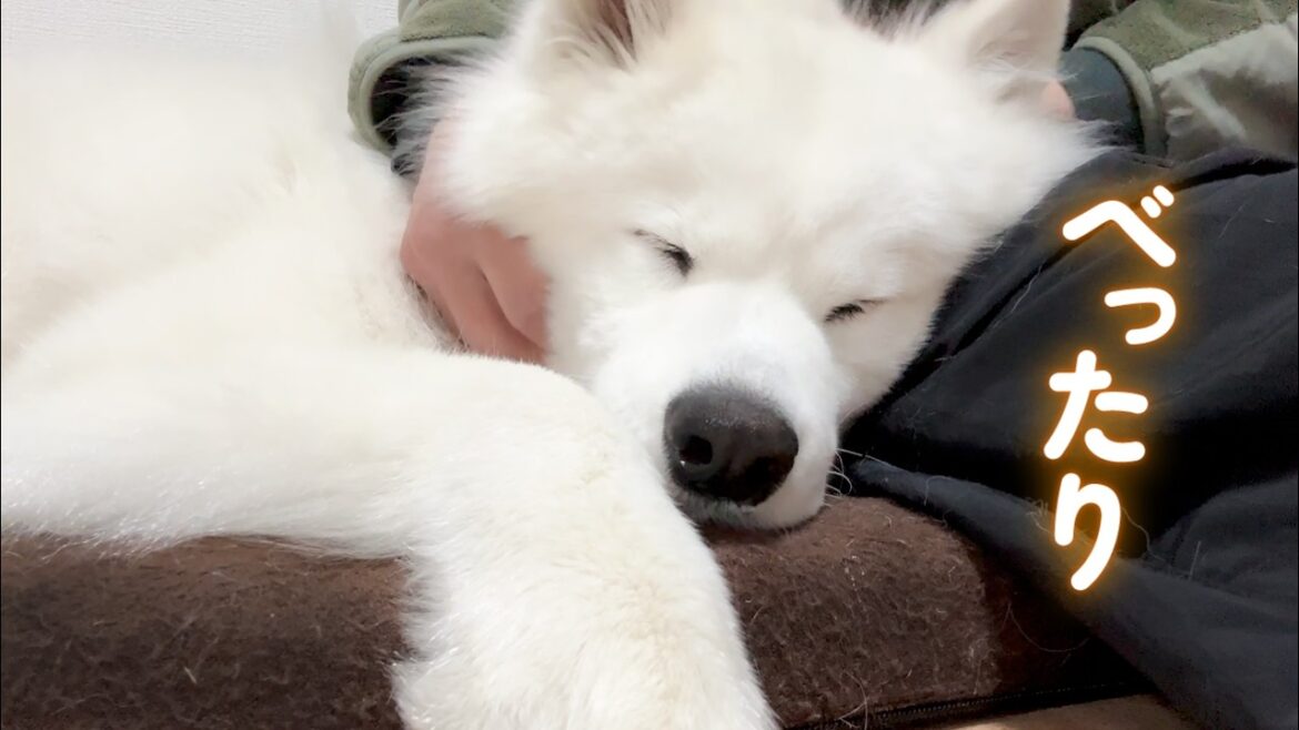 たくさん遊んだら眠くなっちゃた甘えん坊な犬がかわいすぎました… たくさん遊んだら眠くなっちゃた甘えん坊な犬がかわいすぎました…