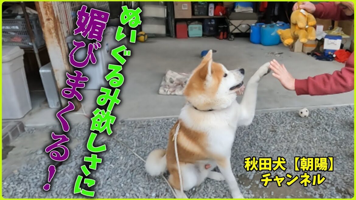 秋田犬【朝陽】チャンネル【朝陽、新しいぬいぐるみ欲しさにお父さんに媚びまくる！】