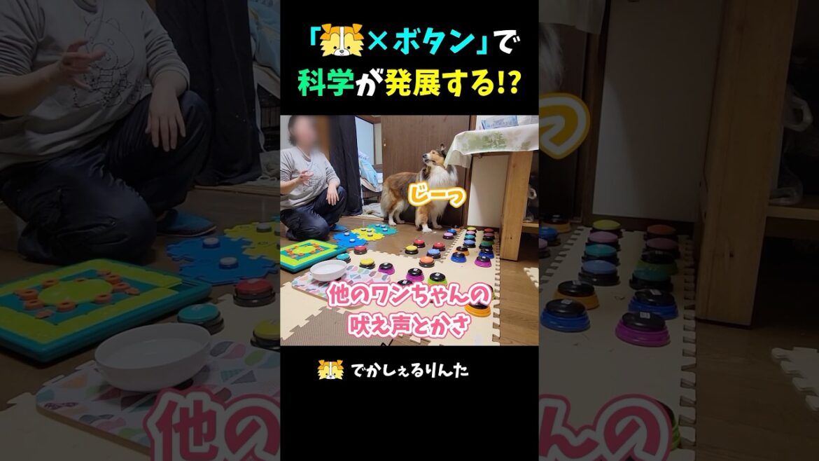 「シェルティ×ボタン」で科学が発展する！？【会話ボタンでしゃべる犬】 #shorts #dog