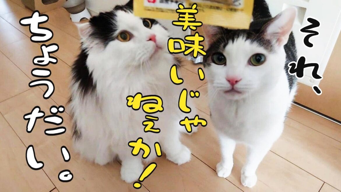 売れ残ったスコティッシュを迎えて12年後…大食いパンダに成長した結果、ウ○チのサイズが牛だった! 売れ残ったスコティッシュを迎えて12年後...大食いパンダに成長した結果、ウ○チのサイズが牛だった!