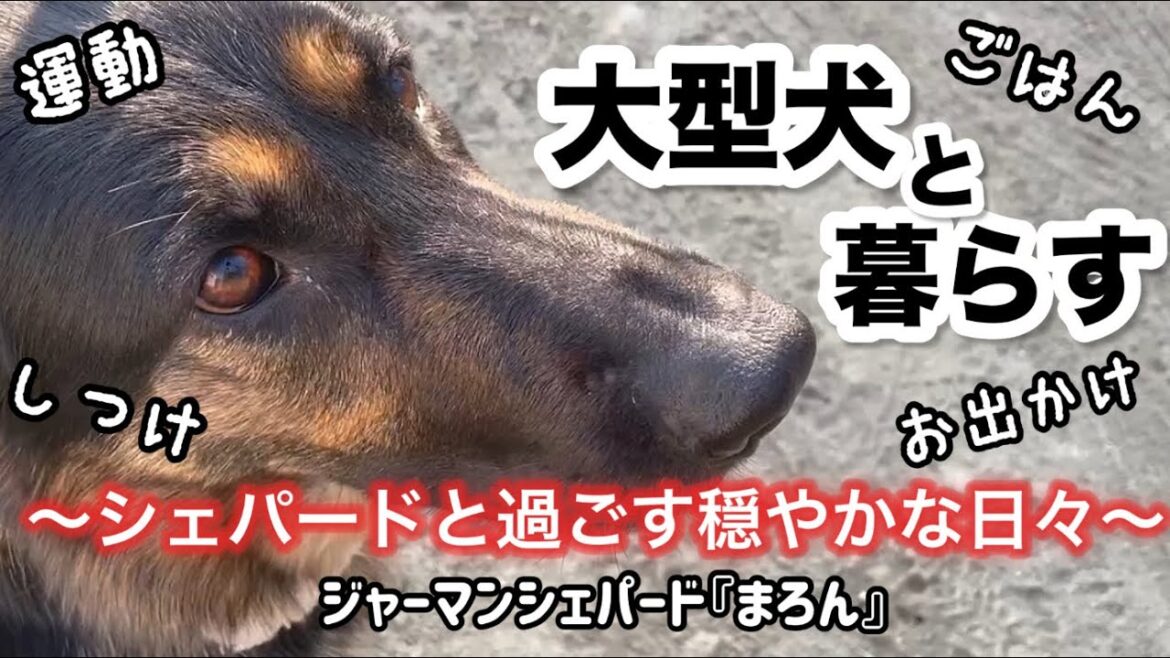 大型犬ジャーマンシェパードと暮らすってどんな感じ？大変？🐶しつけのこと、運動のことなどなど…【ジャーマンシェパード】