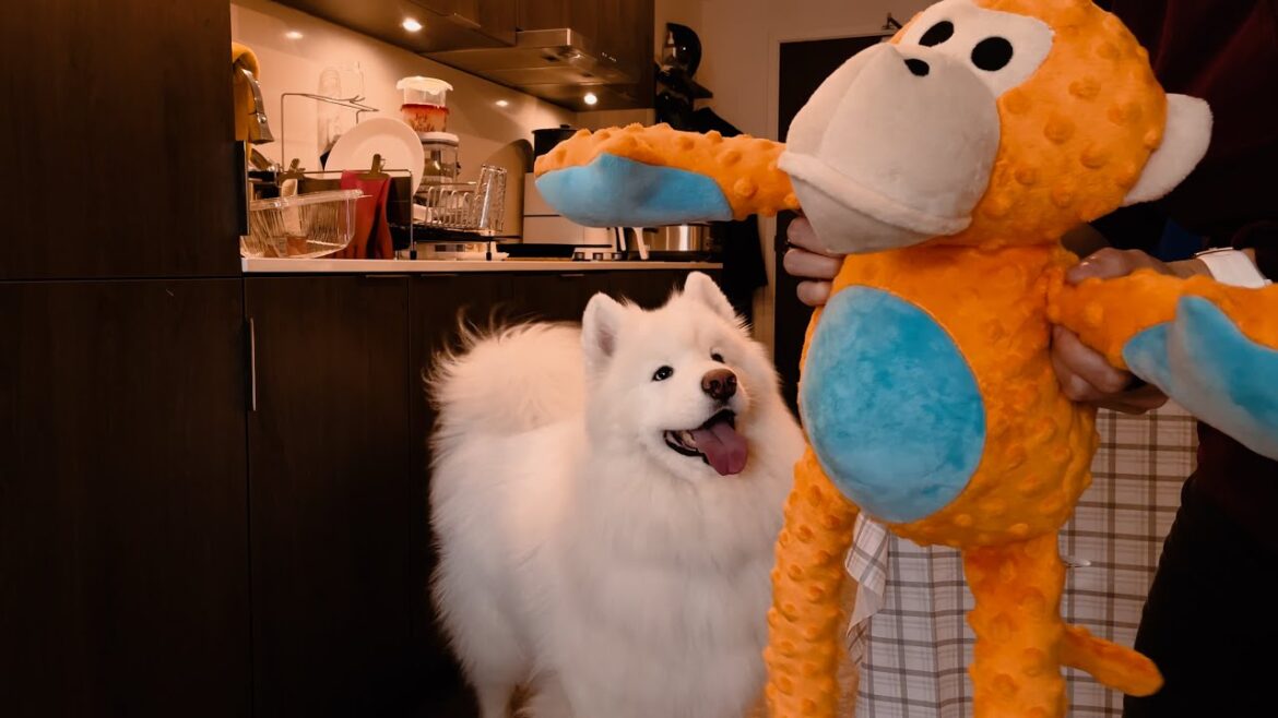 Dog Goes Crazy Over Christmas Present