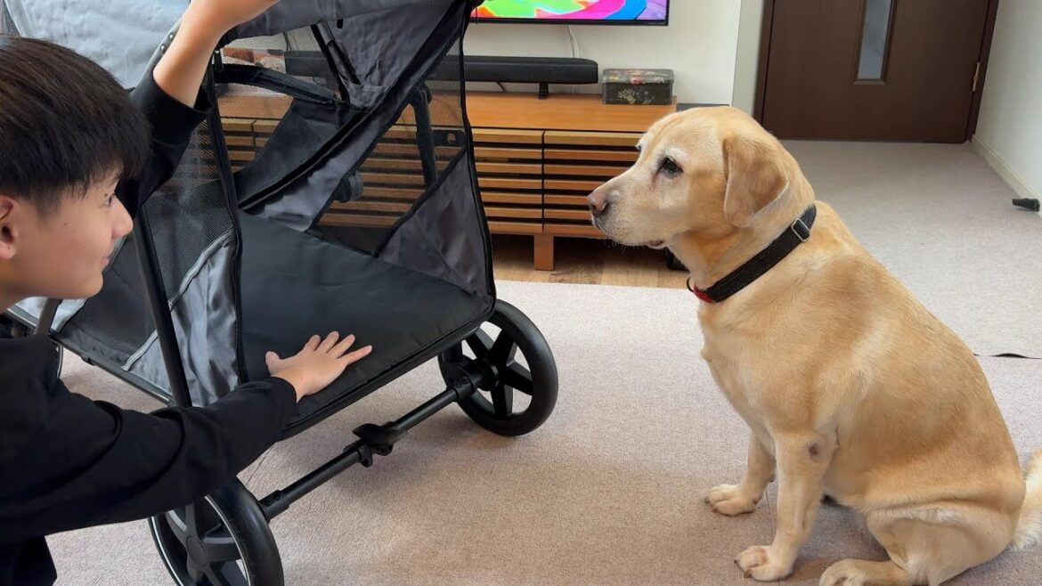 大型犬のラブラドール・レトリーバーに対応するコスパ最強のペットカート購入してみた