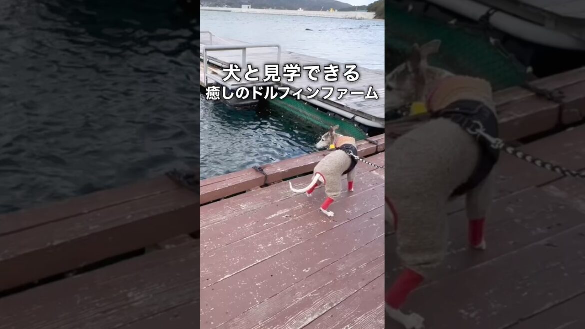 【淡路島】犬と一緒に見学できる癒しのドルフィンファーム【イタグレ】【ウィペット】#shorts #dog