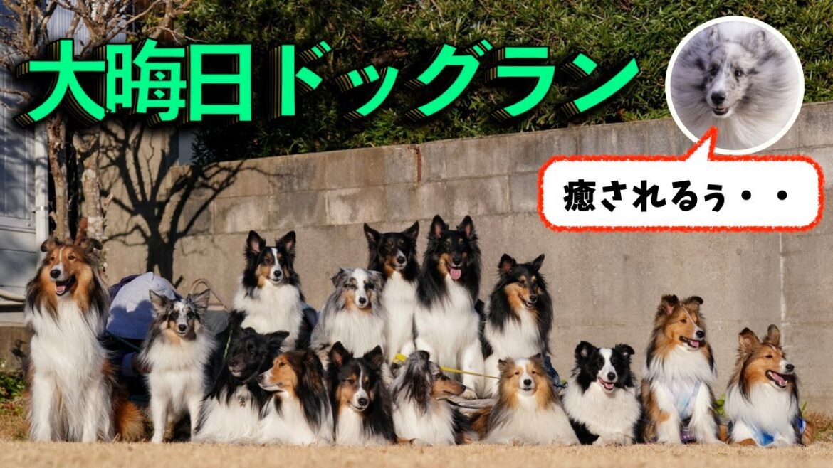 年末にこんな面白いことありましたww【シェルティだらけ】