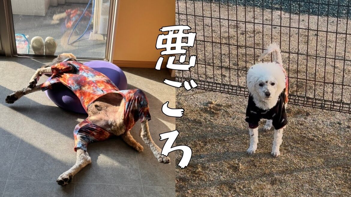 【熊本犬バーニー】なぜ破る⁉️なぜそこへ行く⁉️