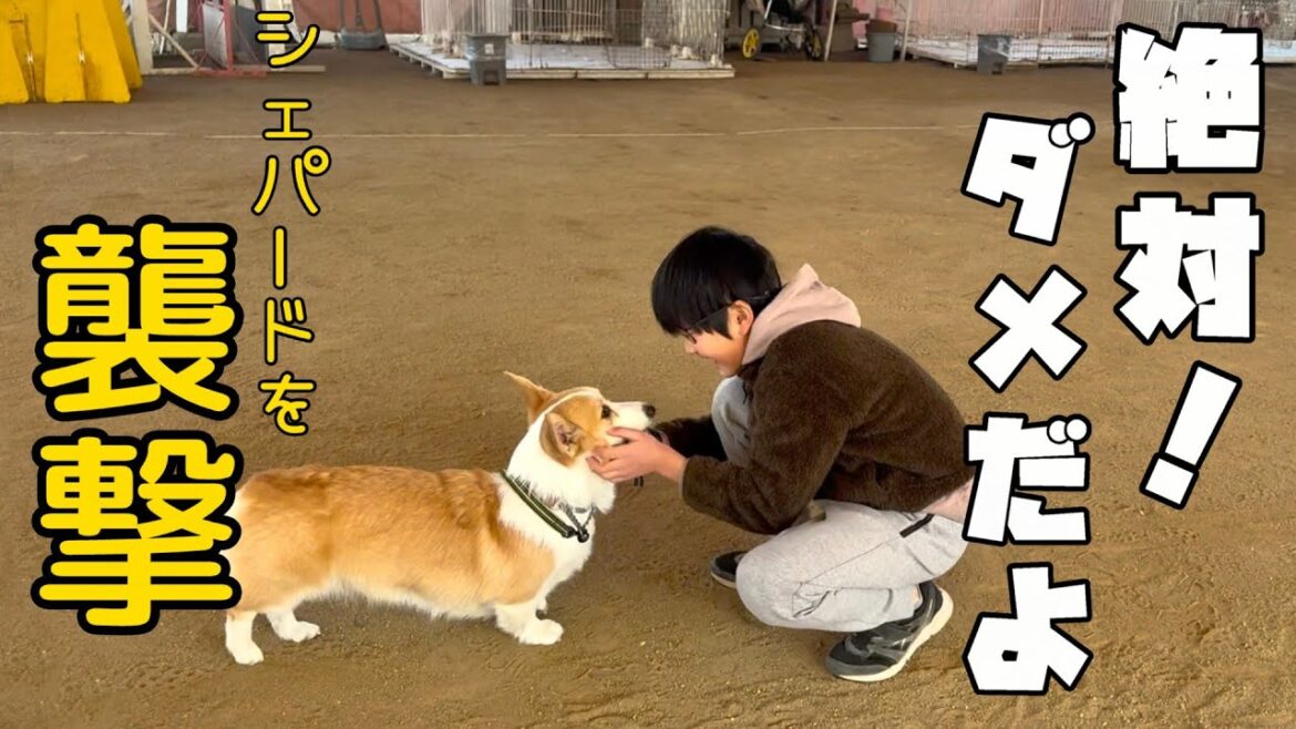 久しぶりに訓練学校へ行ったら末っ子コーギーがやらかしました・・・