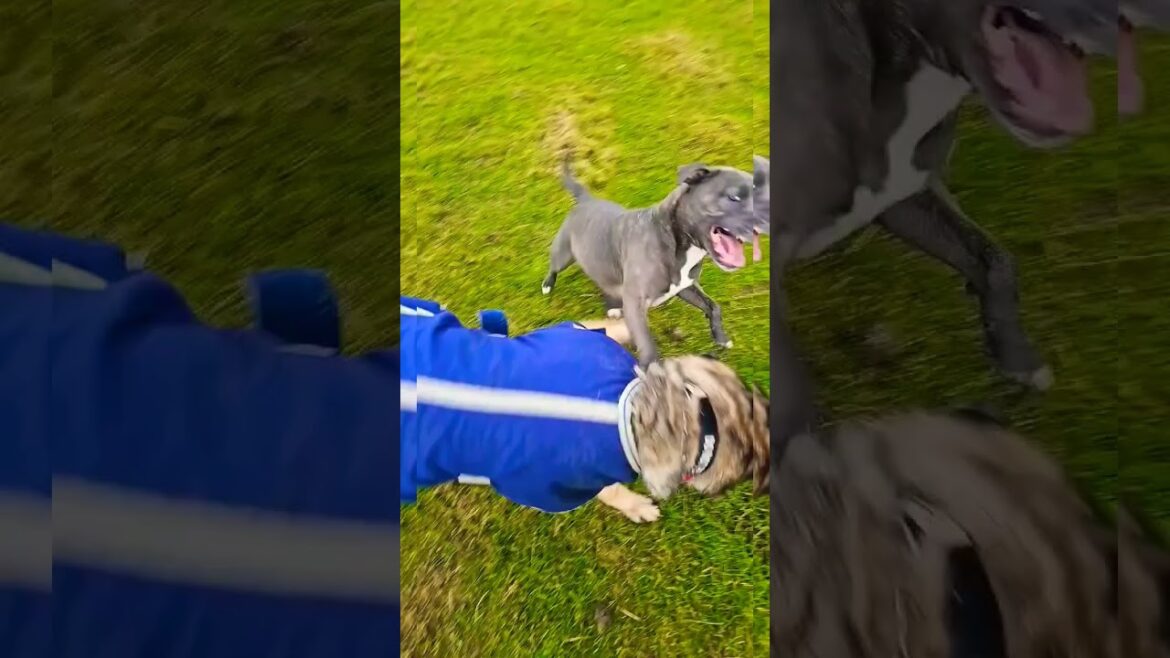 Staffie German shepherd's Scottish countryside playtime