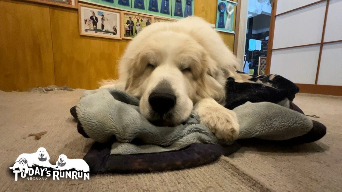 何度も何度も試行錯誤...枕の形には並々ならぬこだわりがあるアランです　Great Pyrenees　グレートピレニーズ