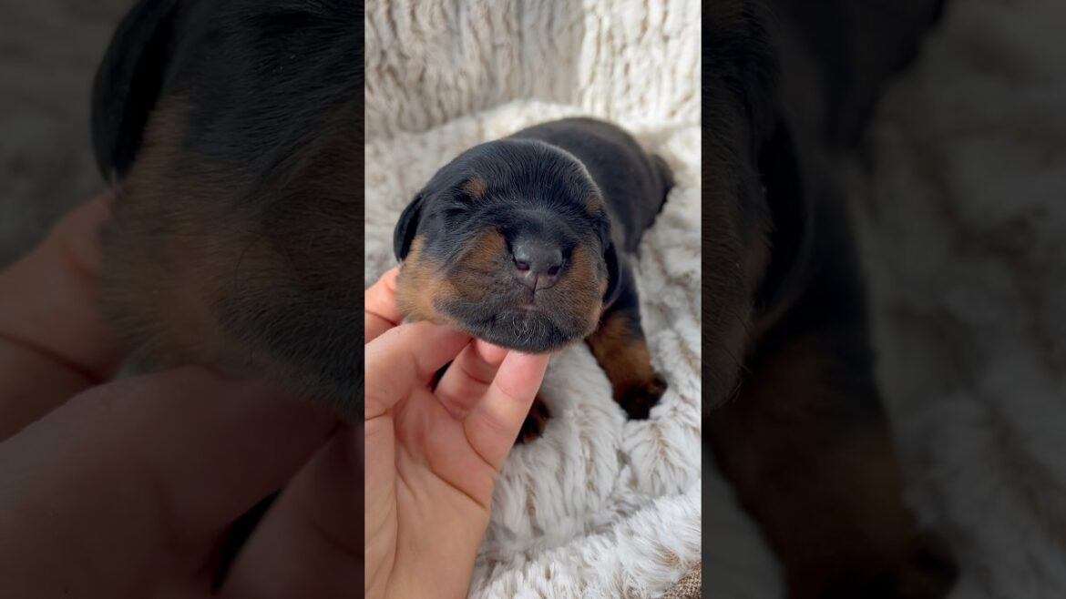 Here I Am 9 Day Old Rottweiler Puppy Tyson Thor! Here I Am 9 Day Old Rottweiler Puppy Tyson Thor!