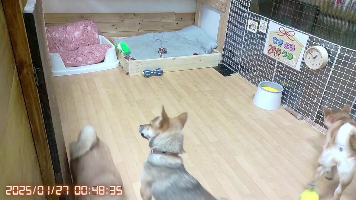柴犬なつ！子育て生配信【生後139日】笑顔が堪らなく可愛い子犬たち！