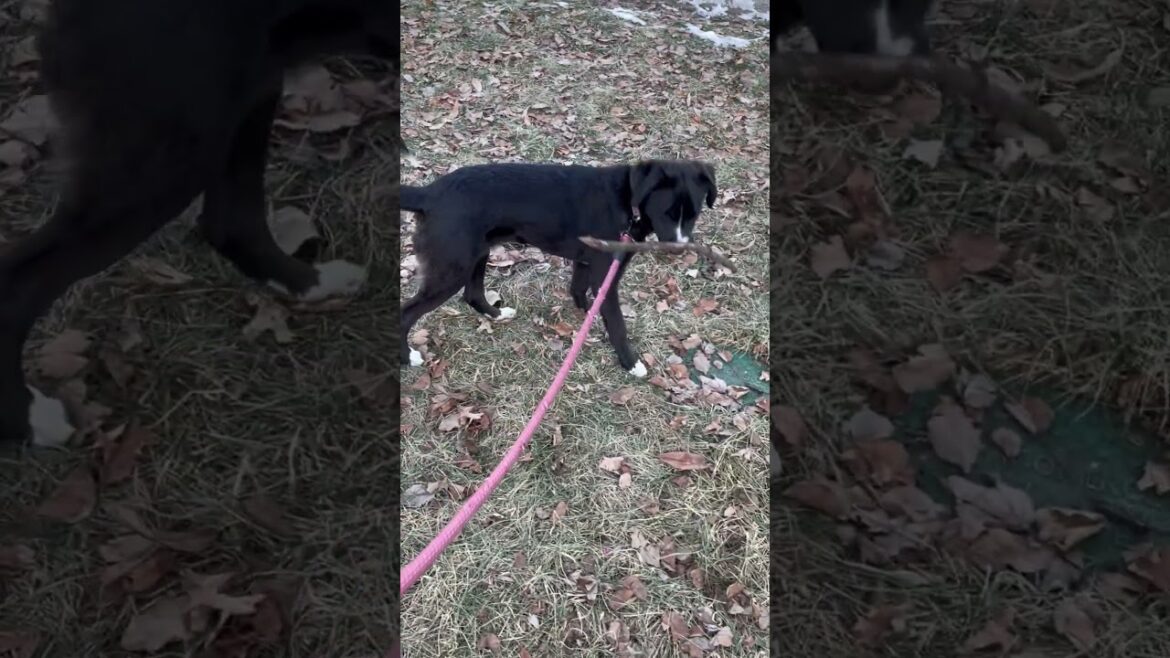 BIG STICK ENERGY | Juniper the Boxador #boxerdog #labrador #puppy #mixedbreed #doglife