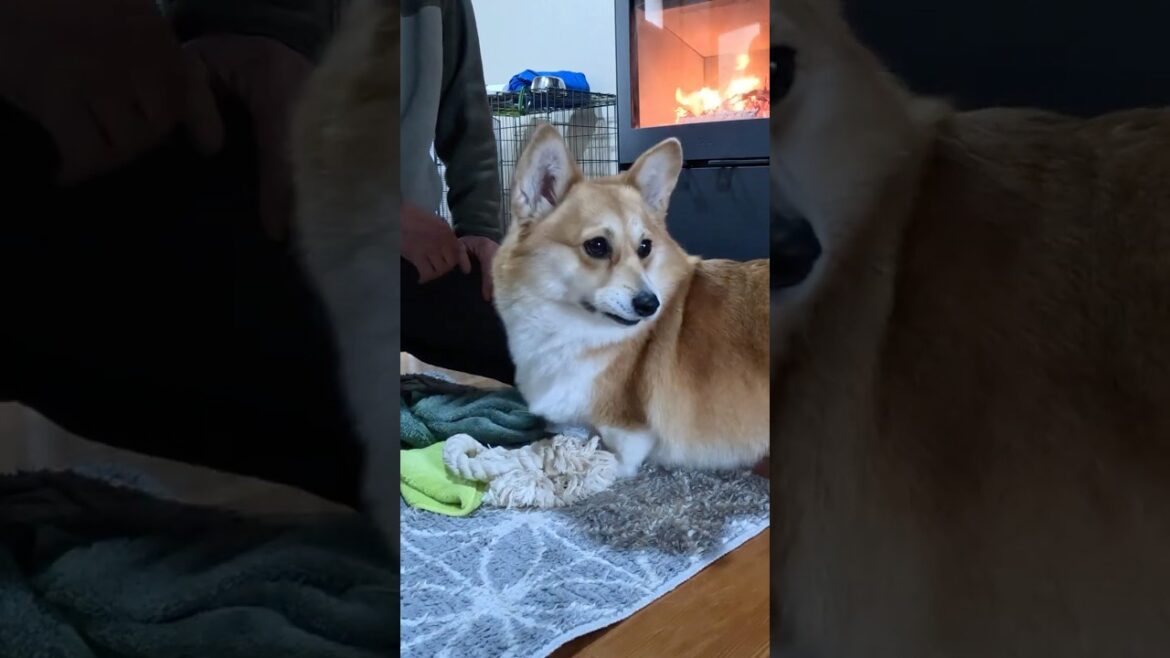 体を拭いてもらった後のコーギー / A Corgi that has just been dried off #corgi #コーギー #サクラ