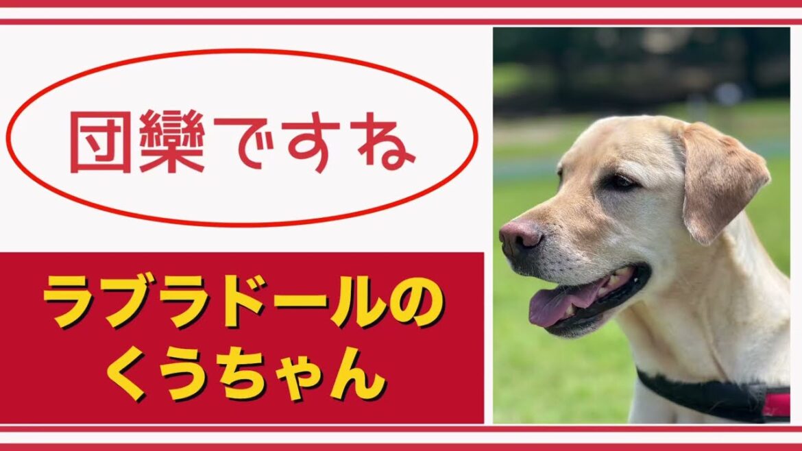【#ラブラドール  】団欒ですね【#labradorretrievers   】