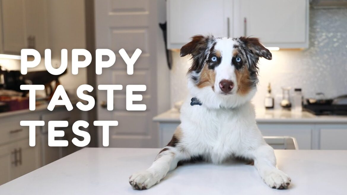 My Aussie Puppy's First Time Reviewing Different Foods | Taste Test