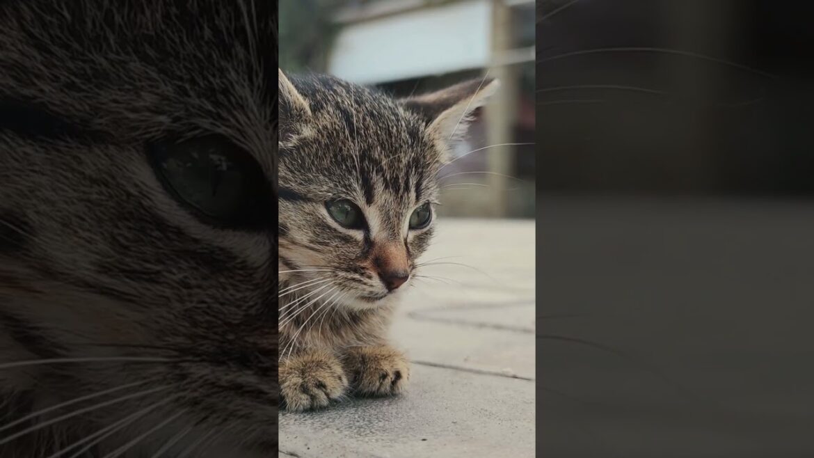 Heterocromía en Gatos: Un Fenómeno Fascinante 🐾 #cat #razasdegatos #gatos #catlover #gato Heterocromía en Gatos: Un Fenómeno Fascinante 🐾 #cat #razasdegatos #gatos #catlover #gato