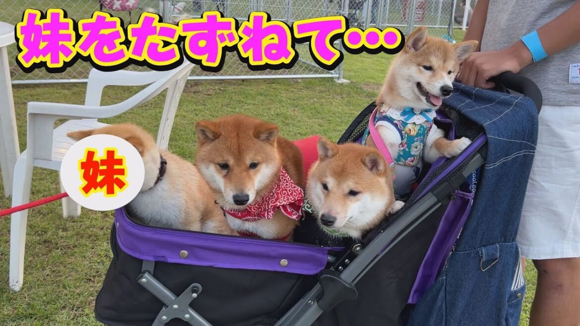 兄柴犬の実の妹に会うことが出来ました