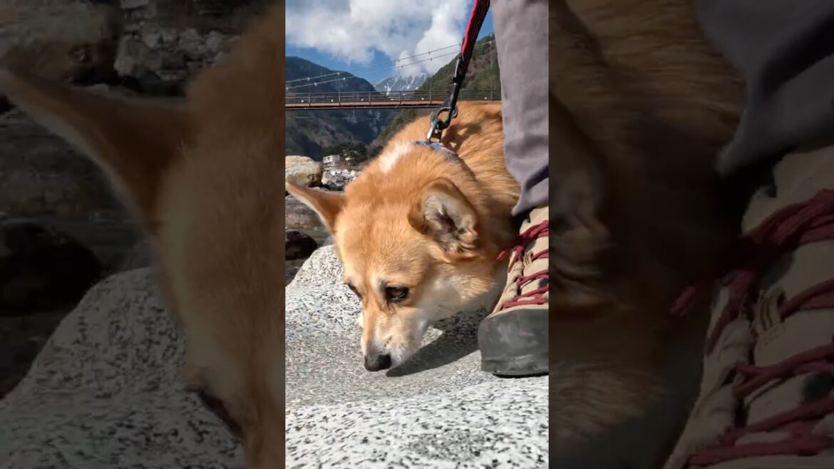 河原でクン活するコーギー / A Corgi sniffing around the riverbank #コーギー #corgi