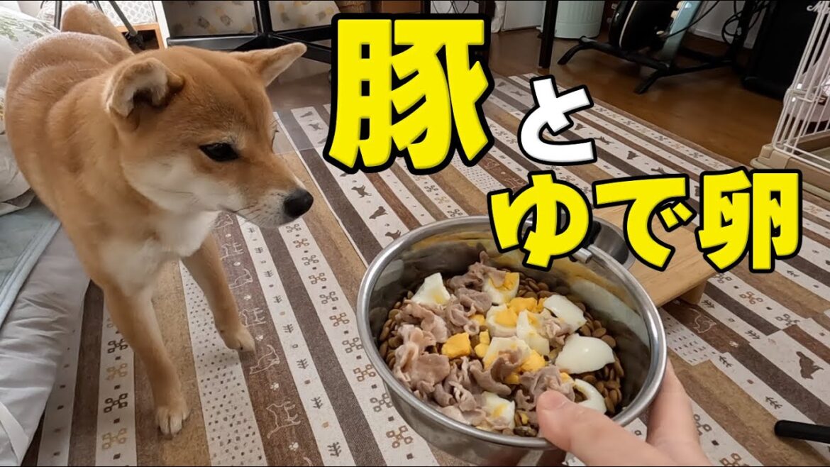 イタズラ娘にもご馳走してしまう　柴犬小夏　ASMR
