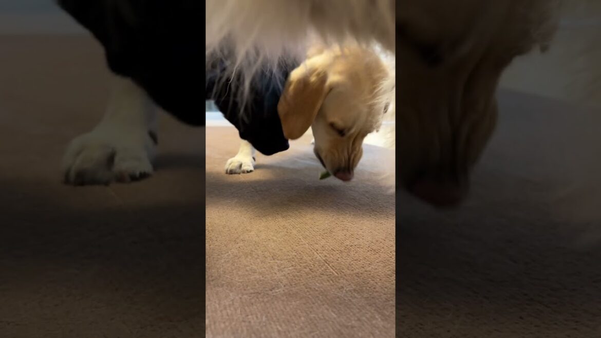 奥の2匹を撮らせてくれない【チャウチャウ・秋田犬・ラブラドールレトリバー】【多頭飼い】【大型犬】＃Shorts