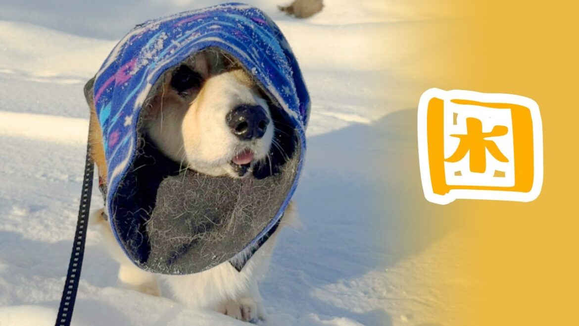 【むぎん家】マイペースむぎさんの雪道さんぽ【コーギー犬】
