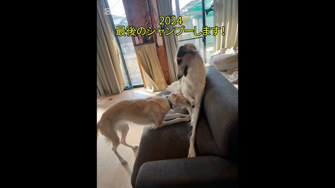 2024最後のシャンプー🐶🐶 #大型犬 #ボルゾイ #borzoi#シルケンウインドハウンド#パピー#シャンプー#ソープディスペンサー