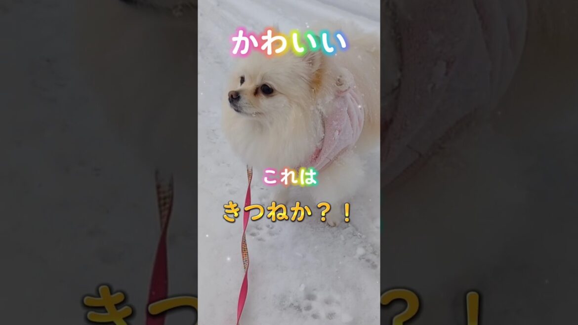 #ポメラニアン あたちあたちポメラニアン